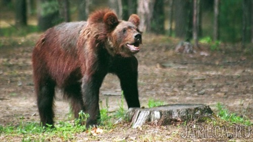 Бурый медведь во Владивостоке